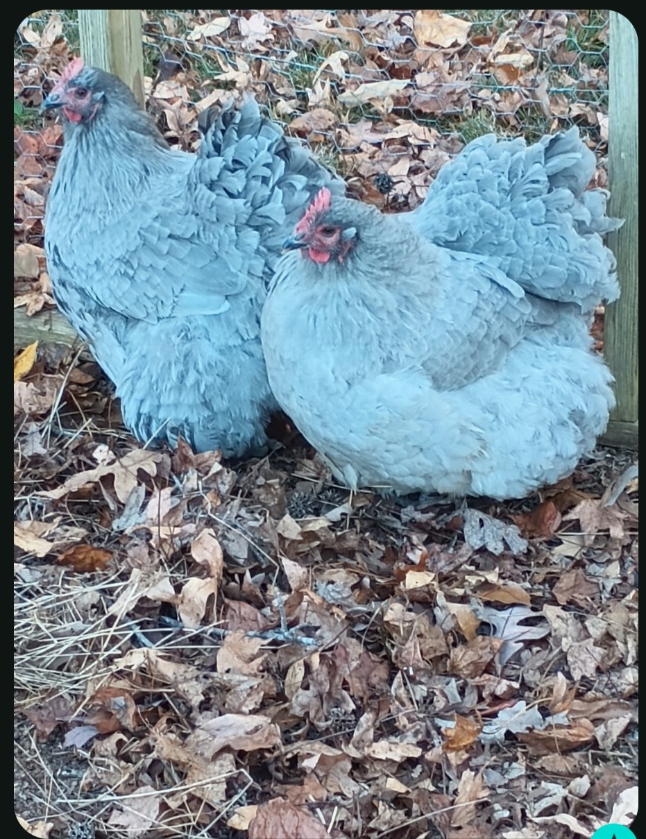 10 Pure English Lavender Orpington Fertile Chicken Eggs For Hatching! 🐣