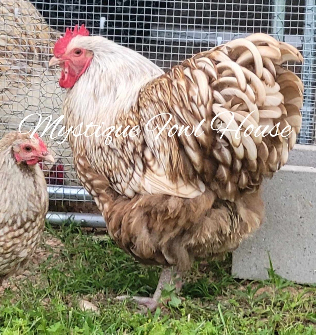 **12 Quality Chocolate Silver lace English Orpington hatching eggs