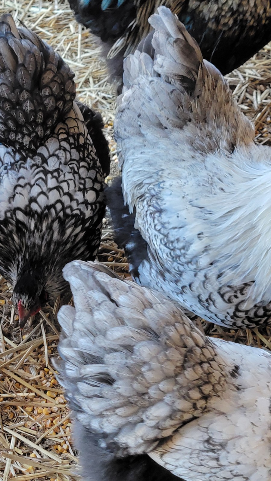 6 English Orpington Hatching Eggs Rare & Unusual Colors*new Pics *