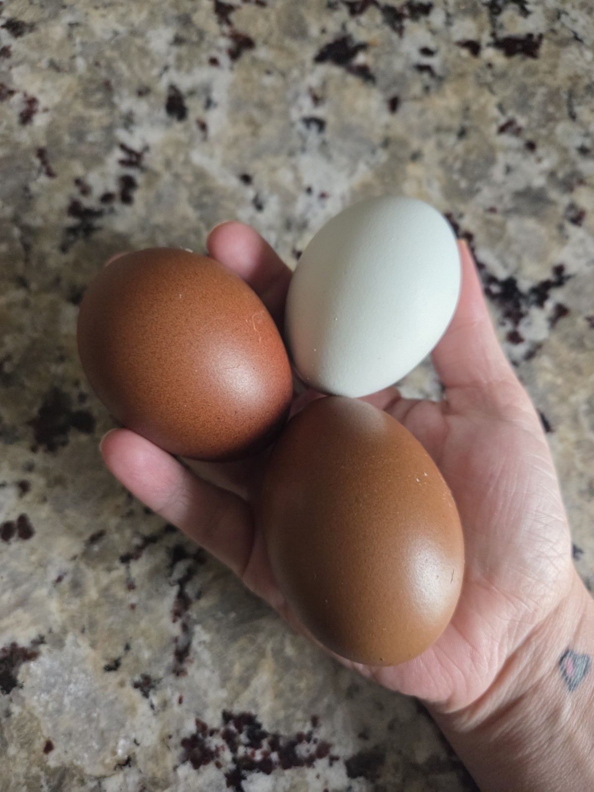 One Dozen Rainbow Hatching Eggs! Speckled, Heavy Bloom, Mint, Olive, Pink +