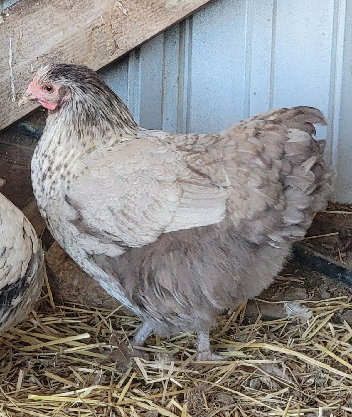 6 English Orpington Hatching Eggs Rare & Unusual Colors*new Pics *