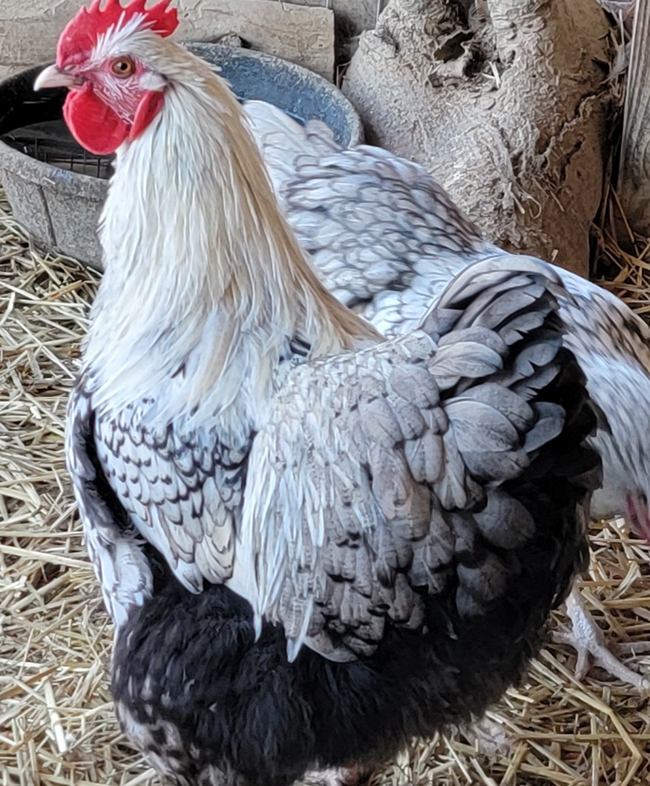 6 English Orpington Hatching Eggs Rare & Unusual Colors*new Pics *