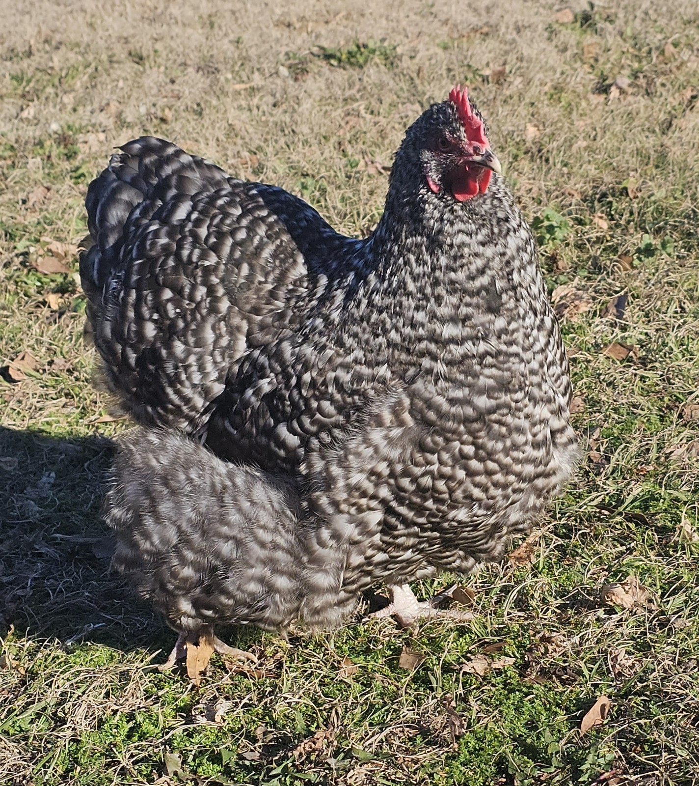8+ English Black Cucko Orpington Hatching Eggs