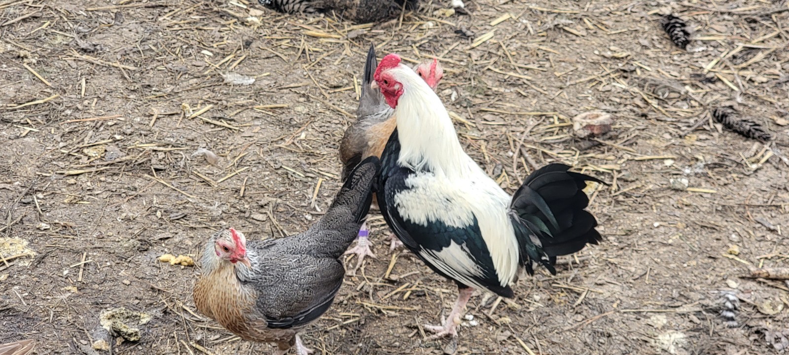 6+ Silver Duckwing Old English Bantam Fertile Hatching Eggs