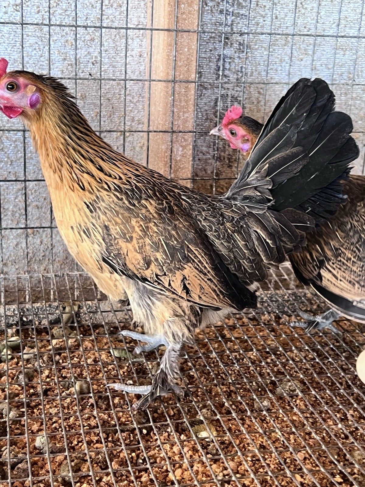 12+ Old English Game Mix Bantam Hatching Eggs 🐣