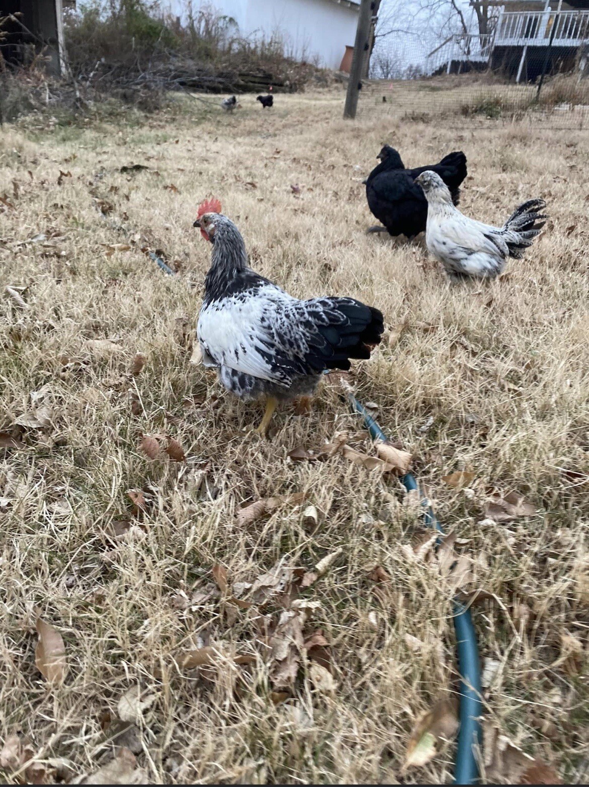 18 Rainbow Hatching Eggs Marans Olive Dark Fibro Bloom NPIP *read description*