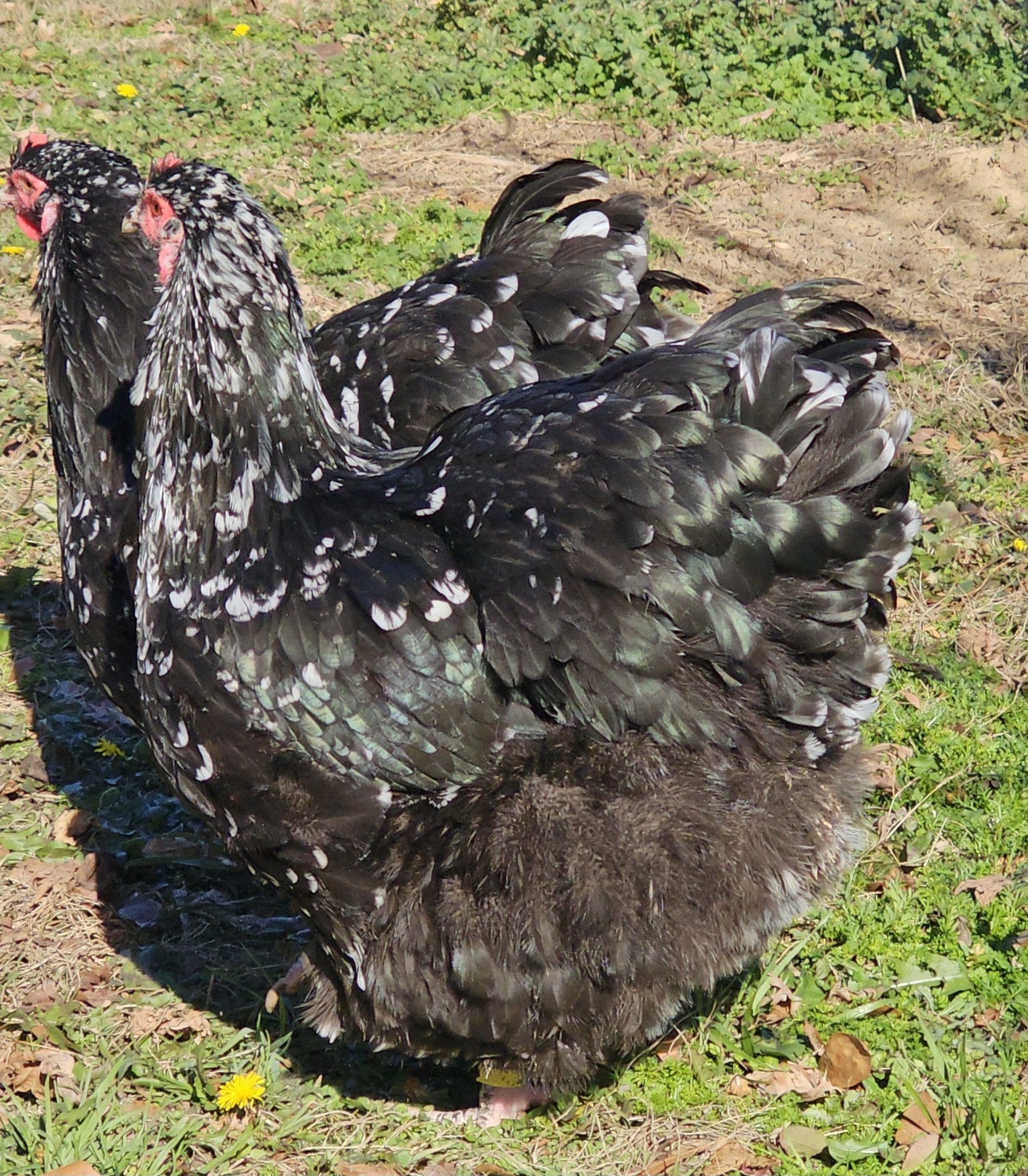 8+ English Mottled Orpington Hatching Eggs