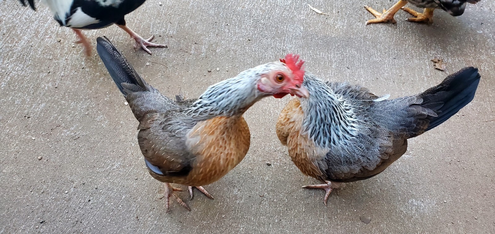 6+ Silver Duckwing Old English Bantam Fertile Hatching Eggs