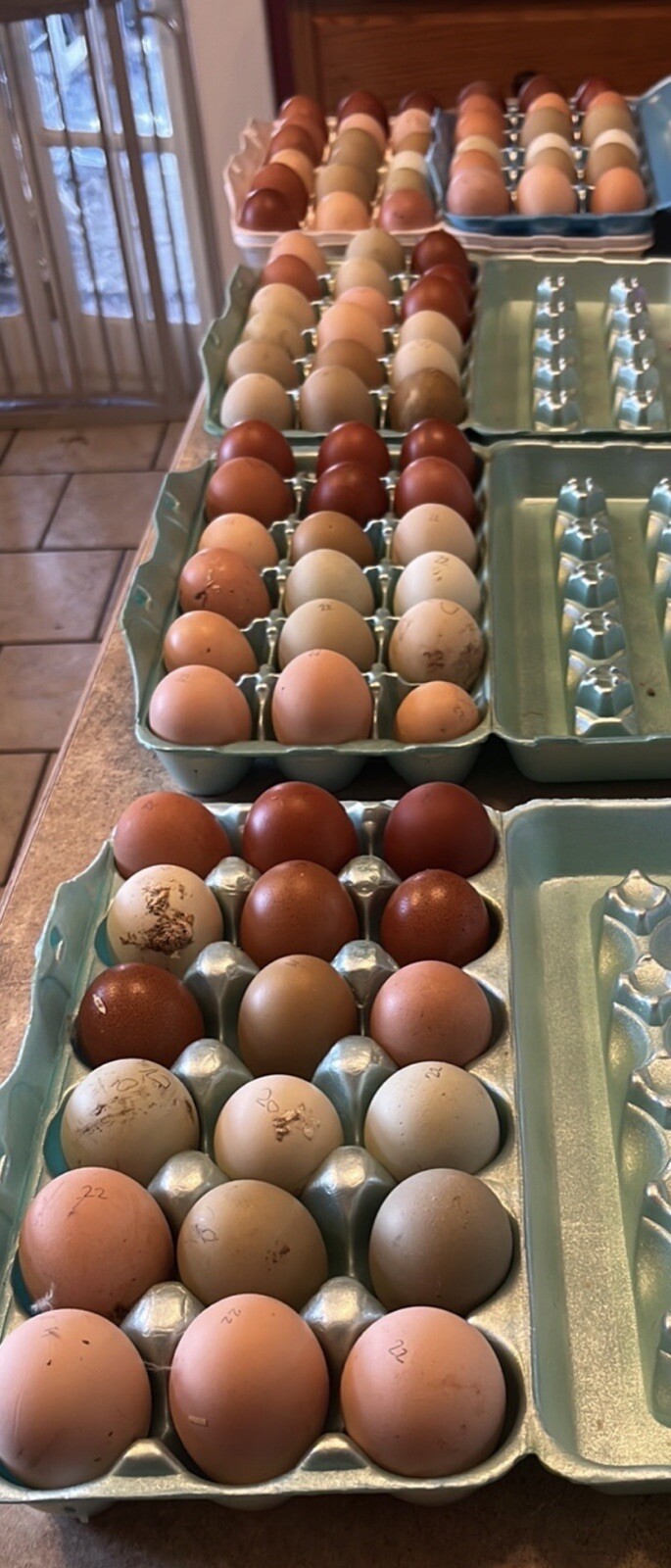 18 Rainbow Hatching Eggs Marans Olive Dark Fibro Bloom NPIP *read description*