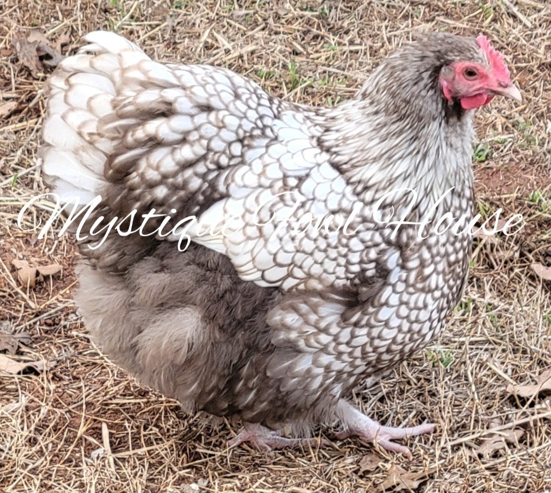 **12 Quality Chocolate Silver lace English Orpington hatching eggs