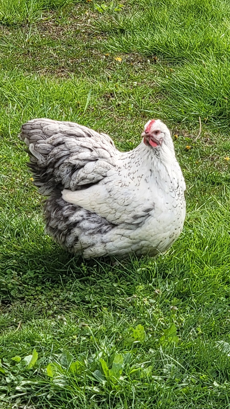 14 Pure English Orpington Hatching Eggs Mauve, SL,Mauve Laced, Choco, Huge Birds