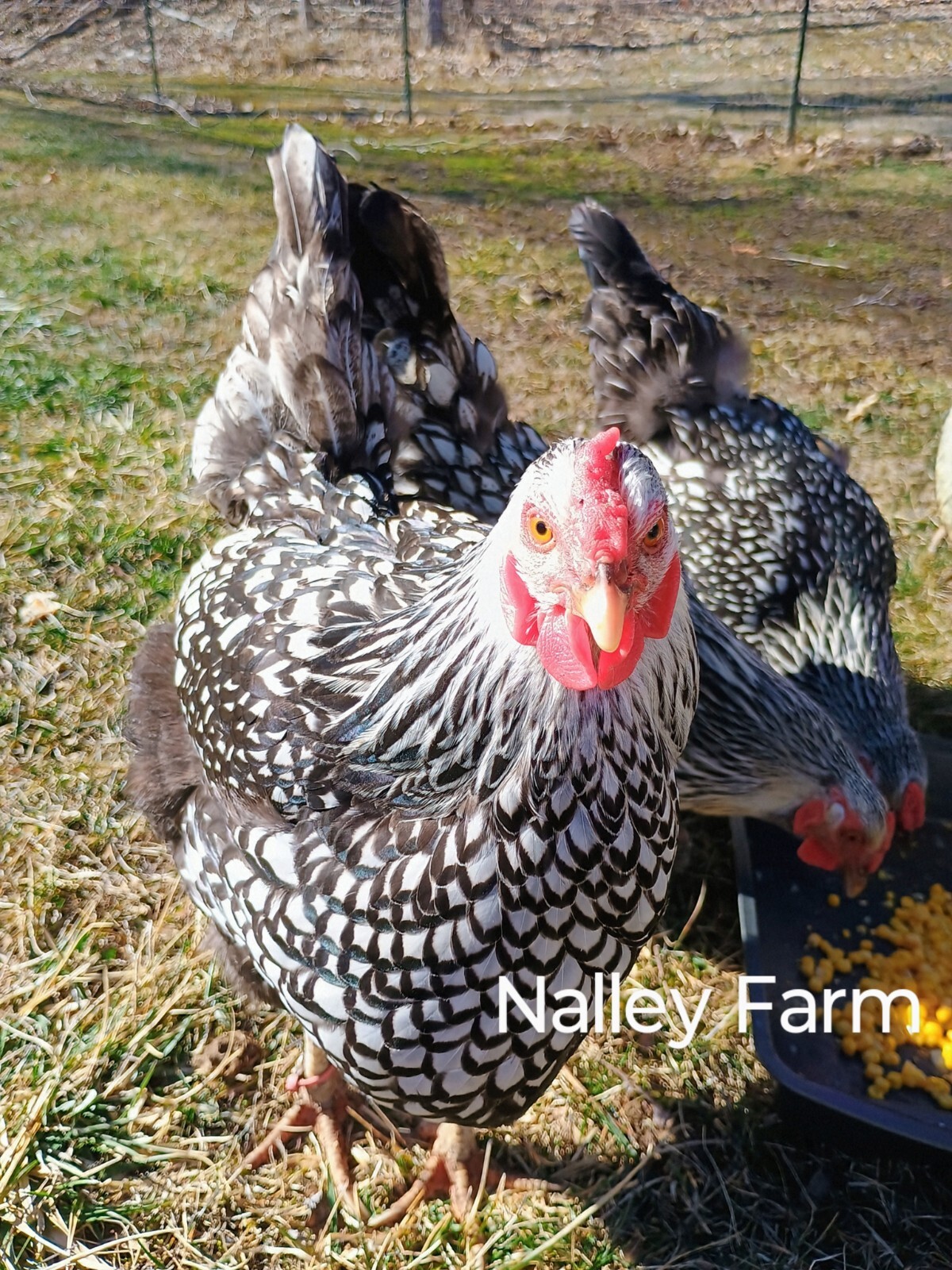 Silver Laced Wyandotte (6) 🐣 fertilized hatching eggs.Please read description.