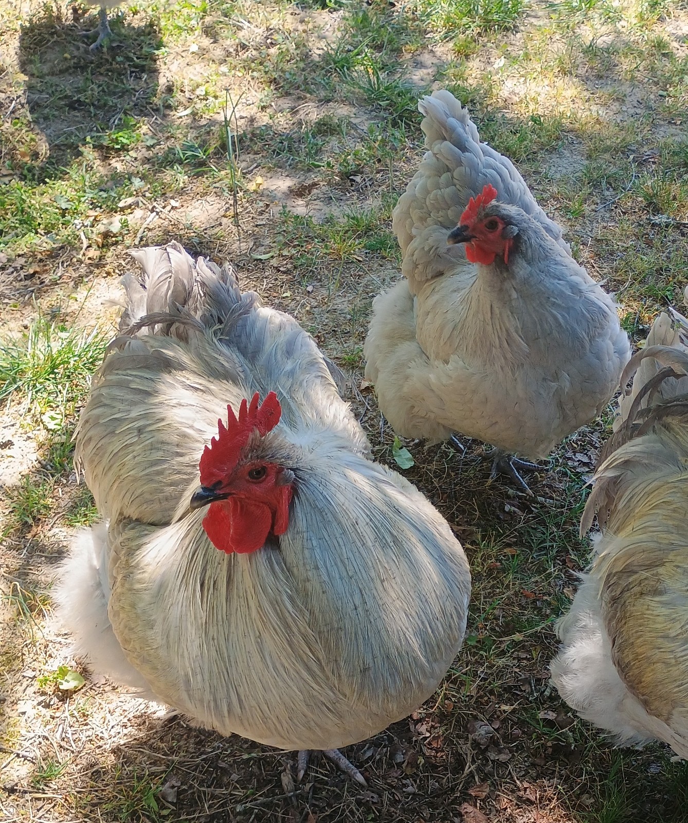 10 Pure English Lavender Orpington Fertile Chicken Eggs For Hatching! 🐣