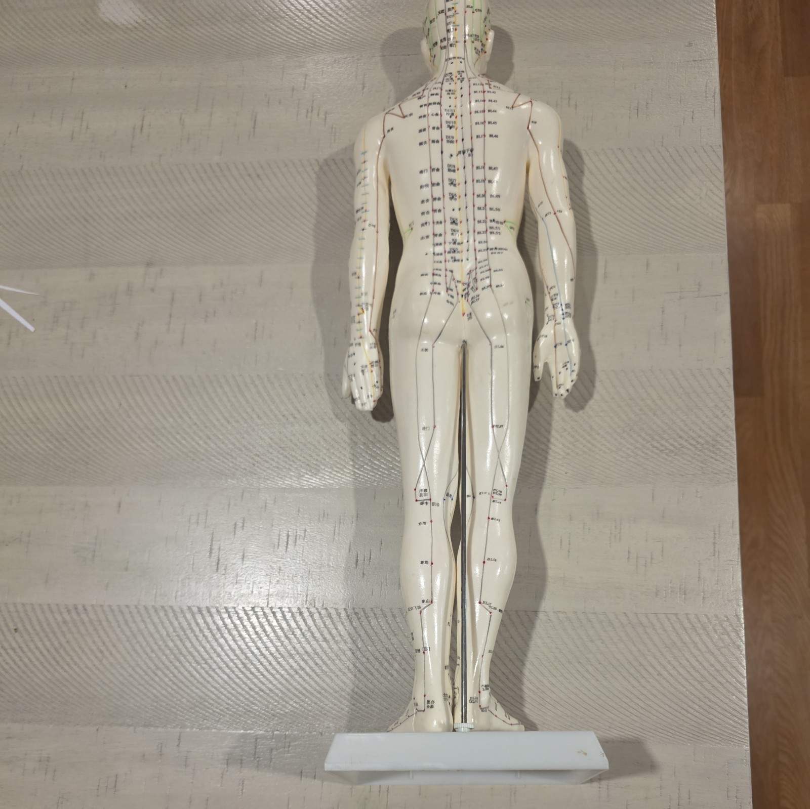 Male Acupuncture Model 20″ with Base Support Arm Chinese + English Points NIB