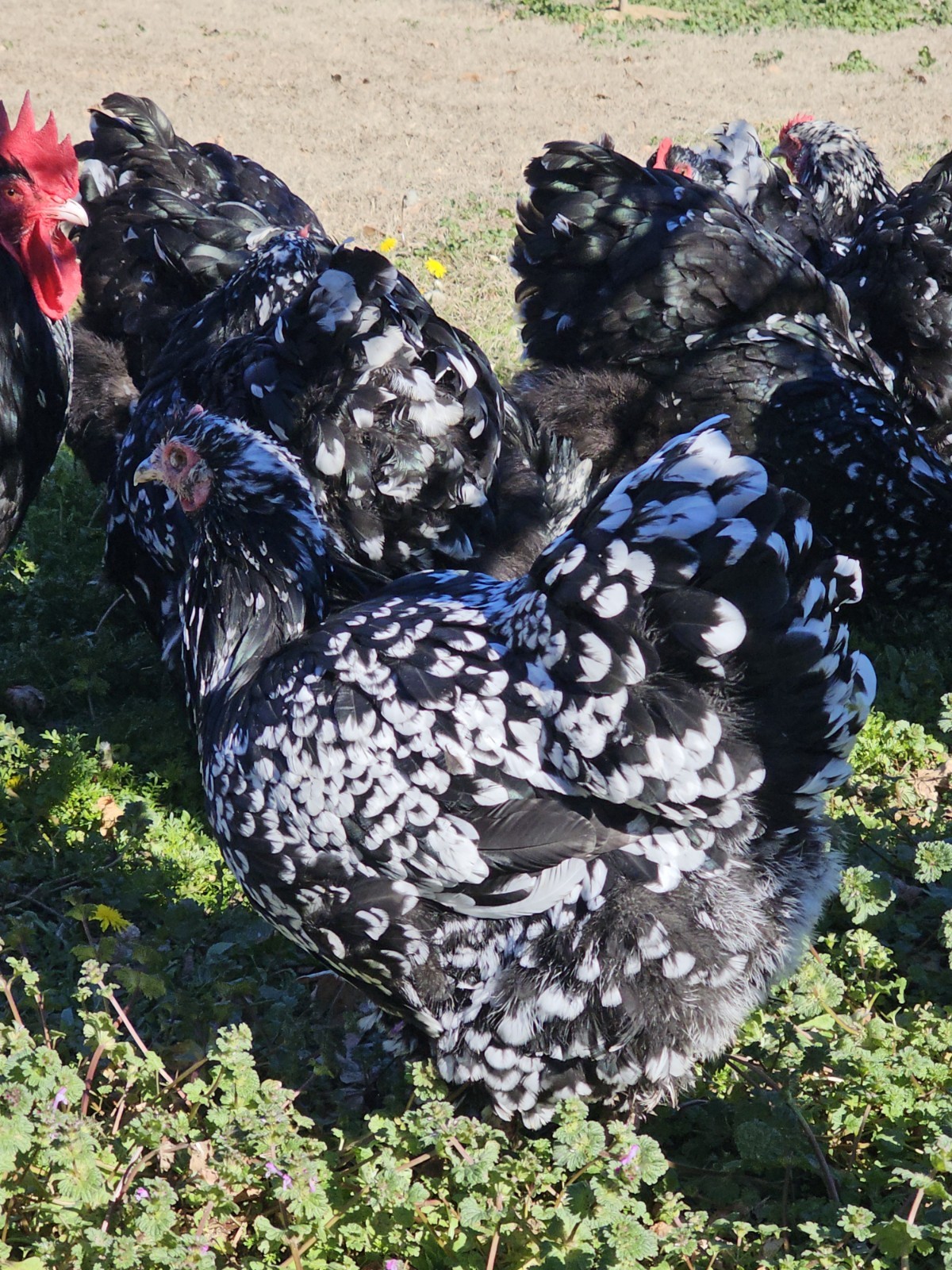8+ English Mottled Orpington Hatching Eggs