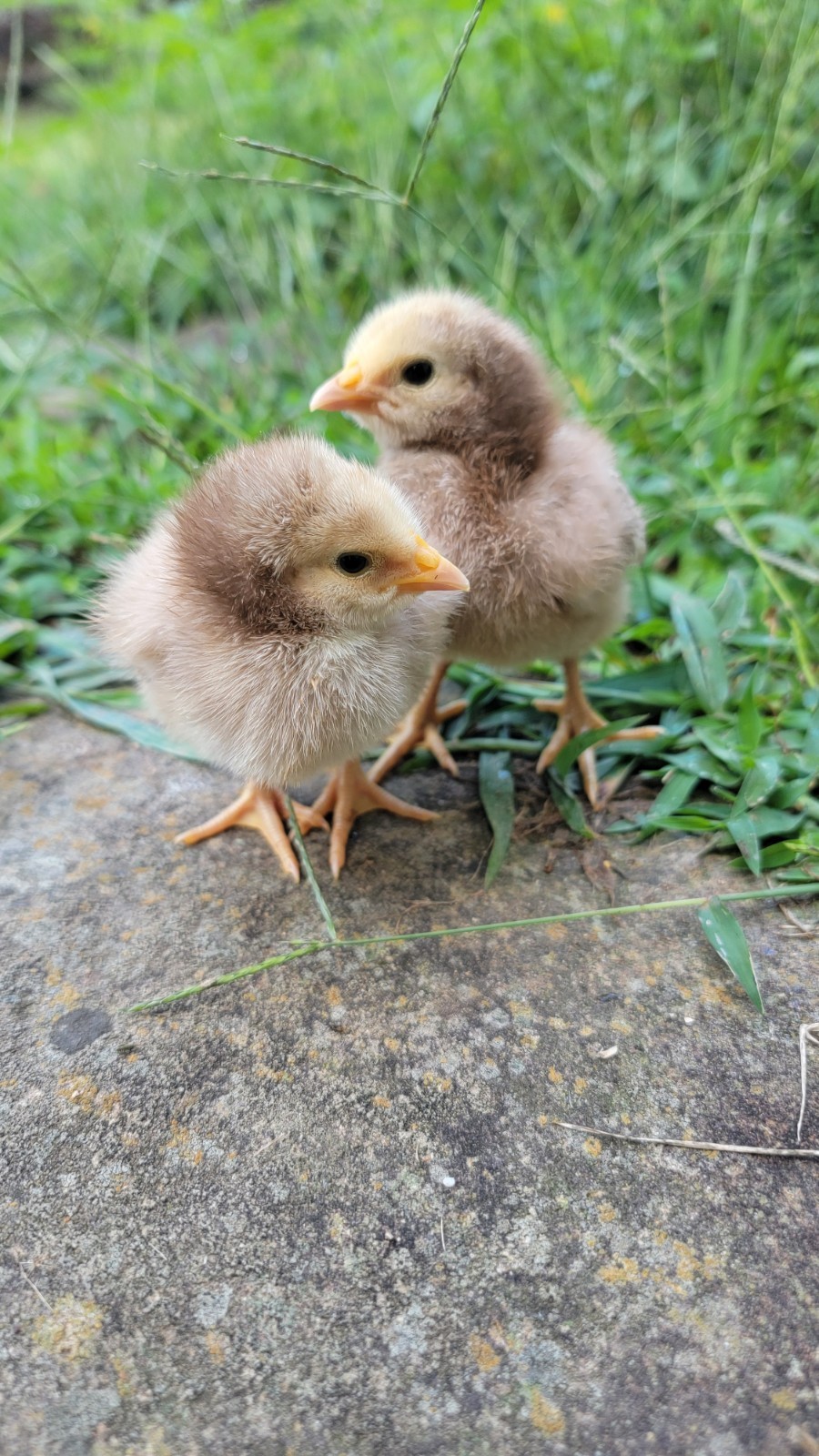 14 Pure English Orpington Hatching Eggs Mauve, SL,Mauve Laced, Choco, Huge Birds