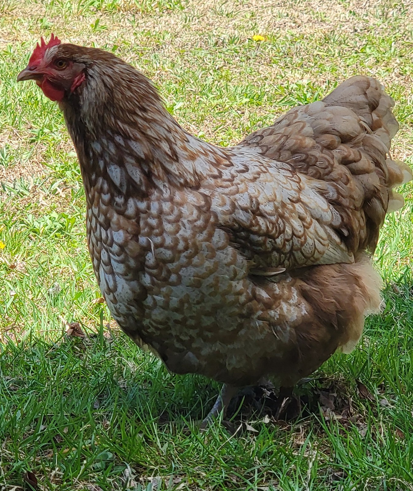 14 Pure English Orpington Hatching Eggs Mauve, SL,Mauve Laced, Choco, Huge Birds