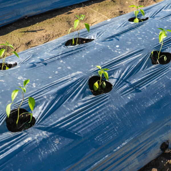 Farm Plastic Supply – Poly Cover Black Polyethylene Plastic Sheeting