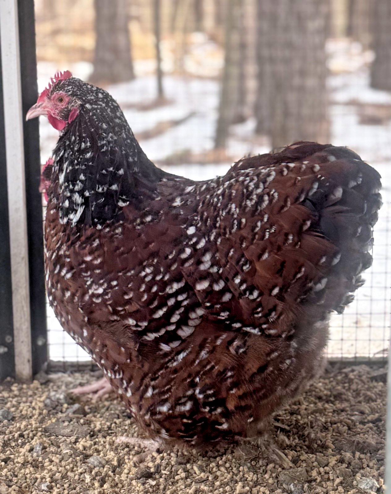 12++English Jubilee/Porcelain Orpington Hatching Eggs NPIP + AI Clean Flock
