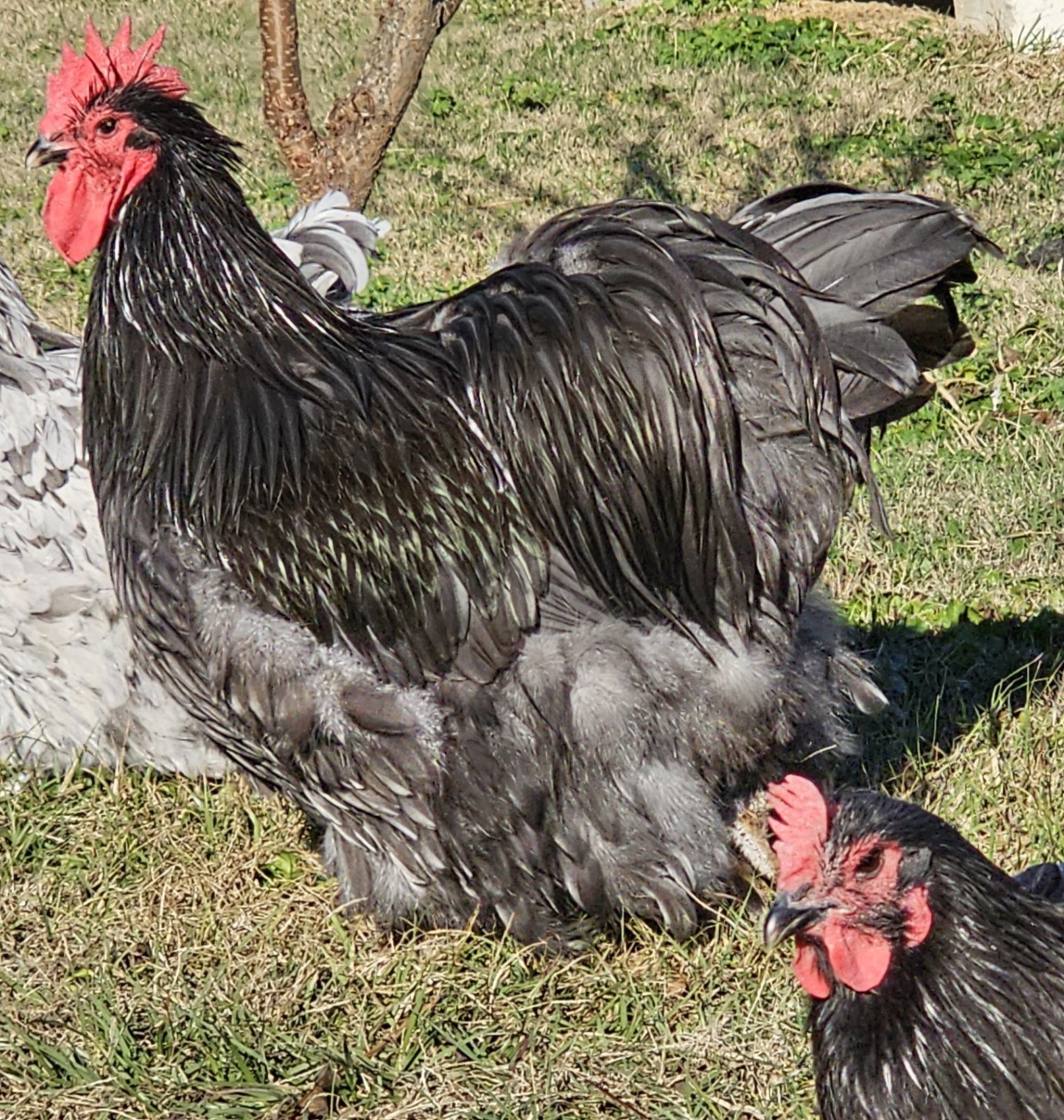 8+ English Blue/Black/Splashg Orpington Hatching Eggs