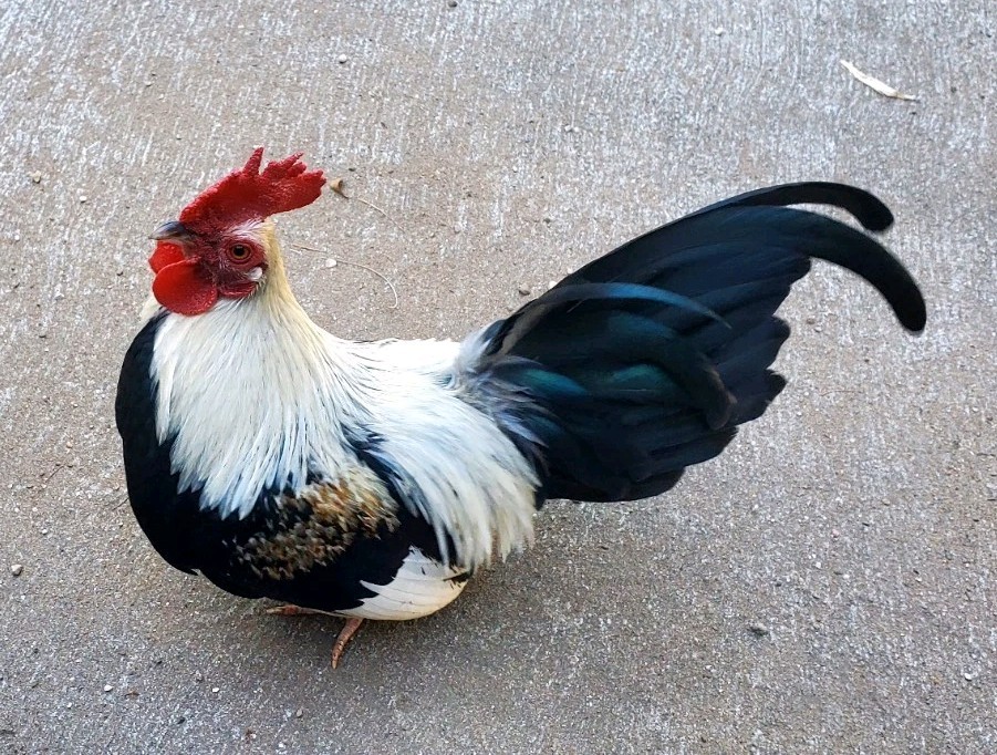 6+ Silver Duckwing Old English Bantam Fertile Hatching Eggs