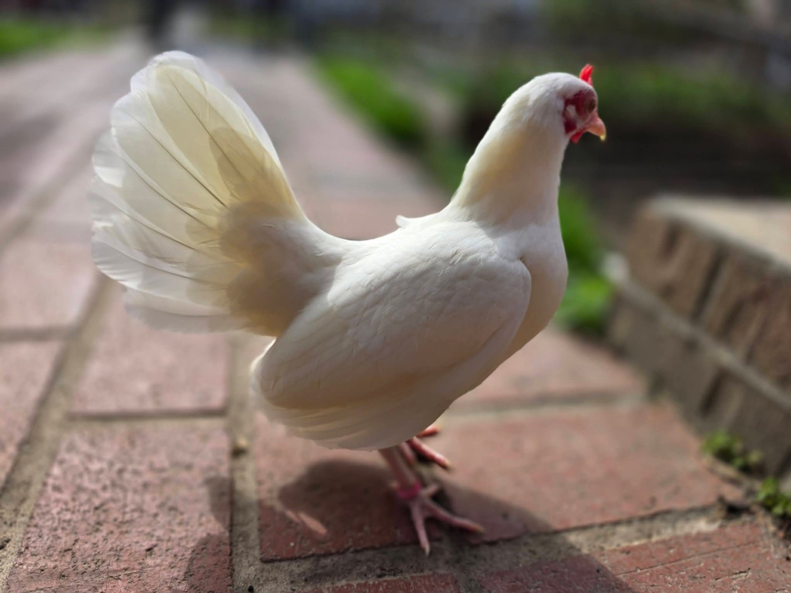 12+ white old english bantam Hatching Eggs