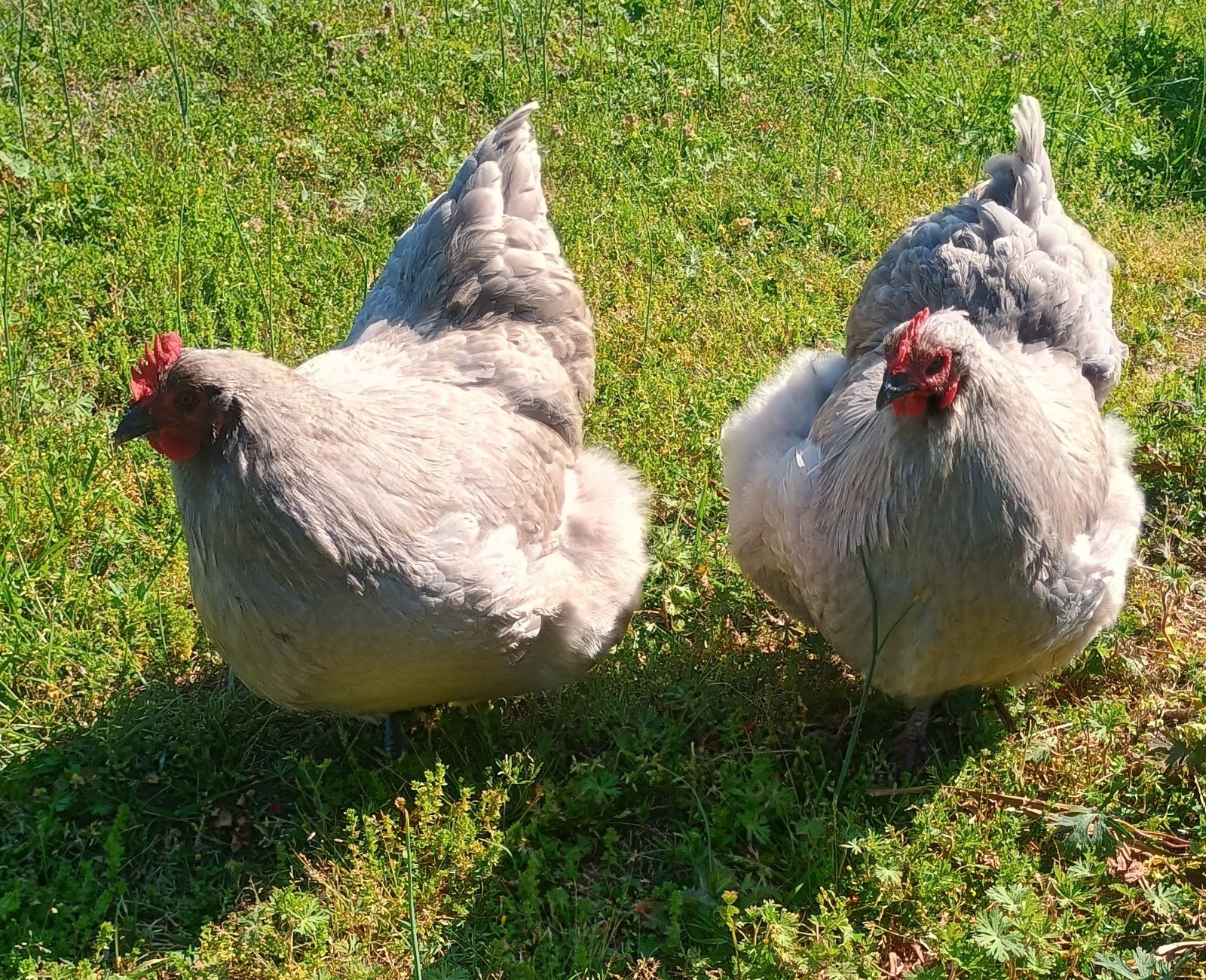 10 Pure English Lavender Orpington Fertile Chicken Eggs For Hatching! 🐣