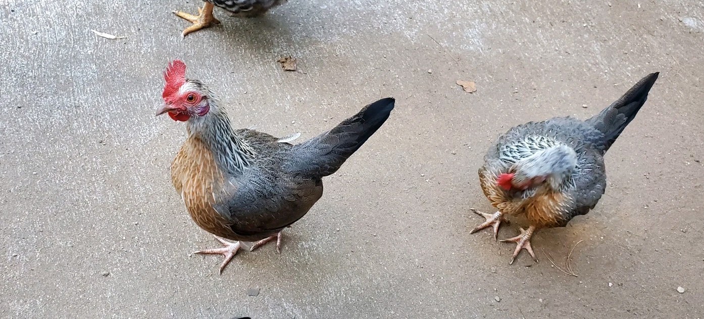 6+ Silver Duckwing Old English Bantam Fertile Hatching Eggs