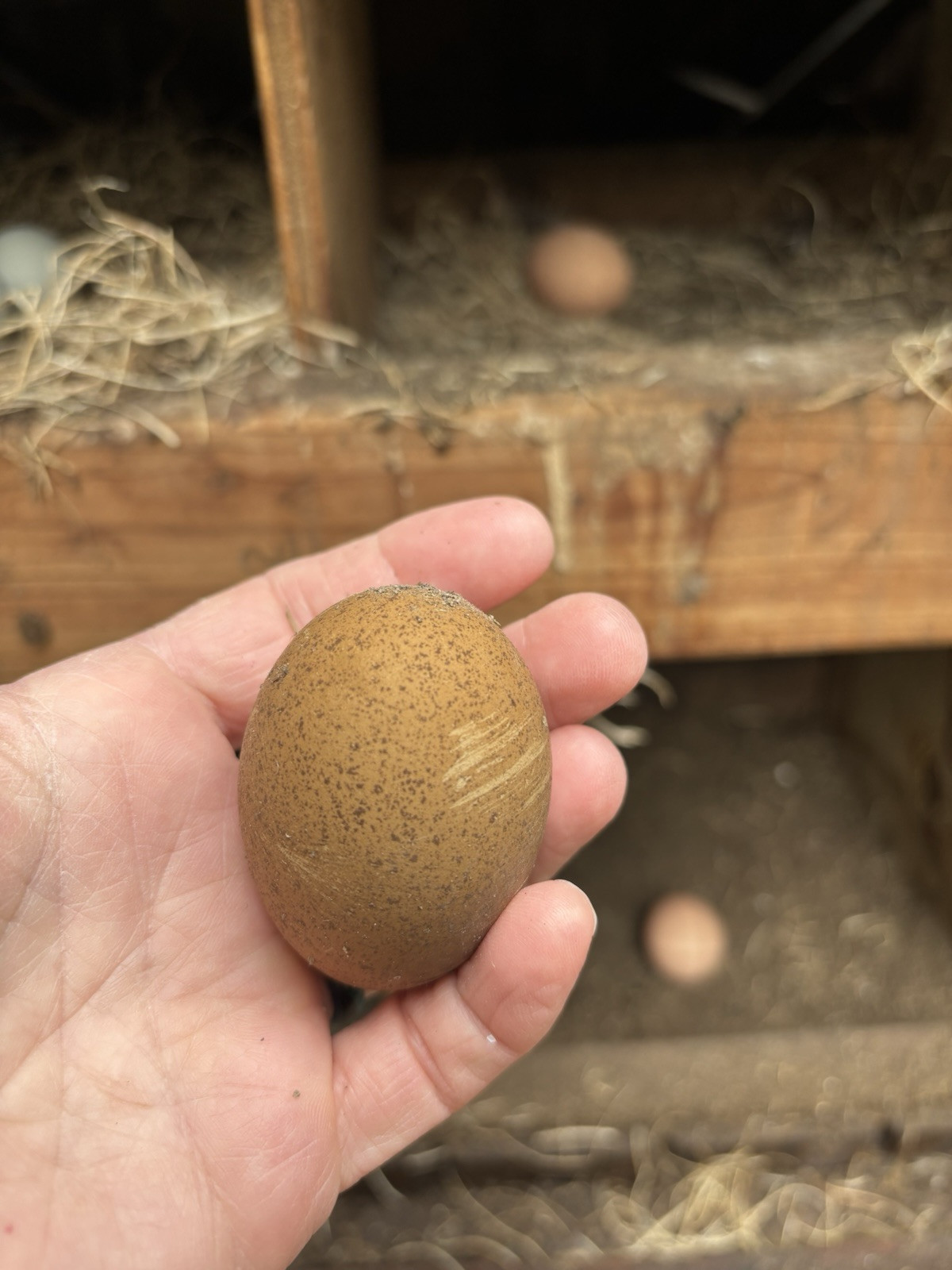 6+ Dark Or Heavy Bloom FERTILE Hatching Eggs Olive Chocolate Speckles Marans