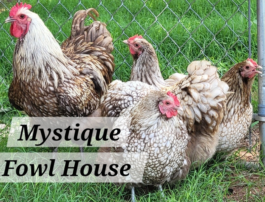 **12 Quality Chocolate Silver lace English Orpington hatching eggs