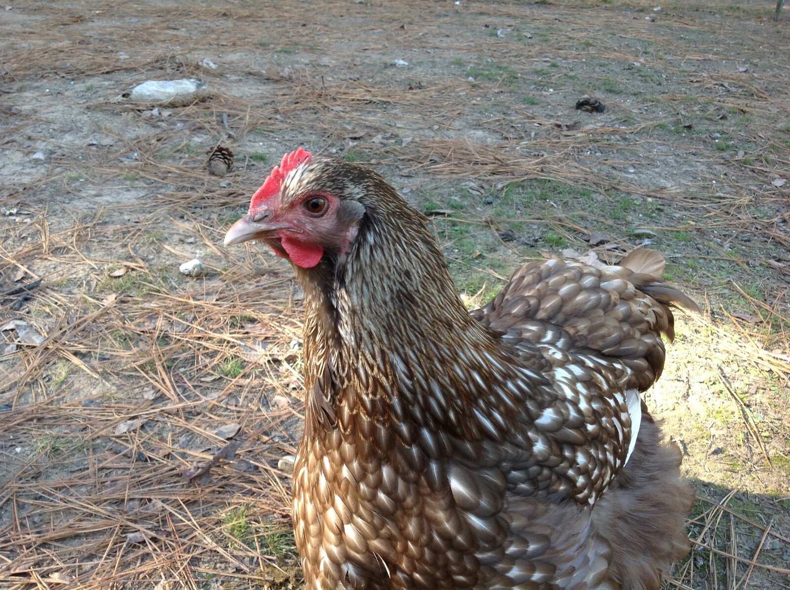 6 Chocolate Silver Laced Orpington Hatching Eggs Large Fowl