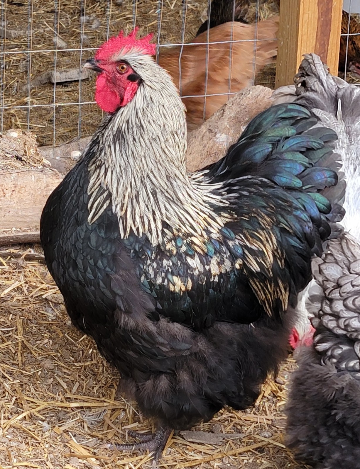 14 Pure English Orpington Hatching Eggs Mauve, SL,Mauve Laced, Choco, Huge Birds