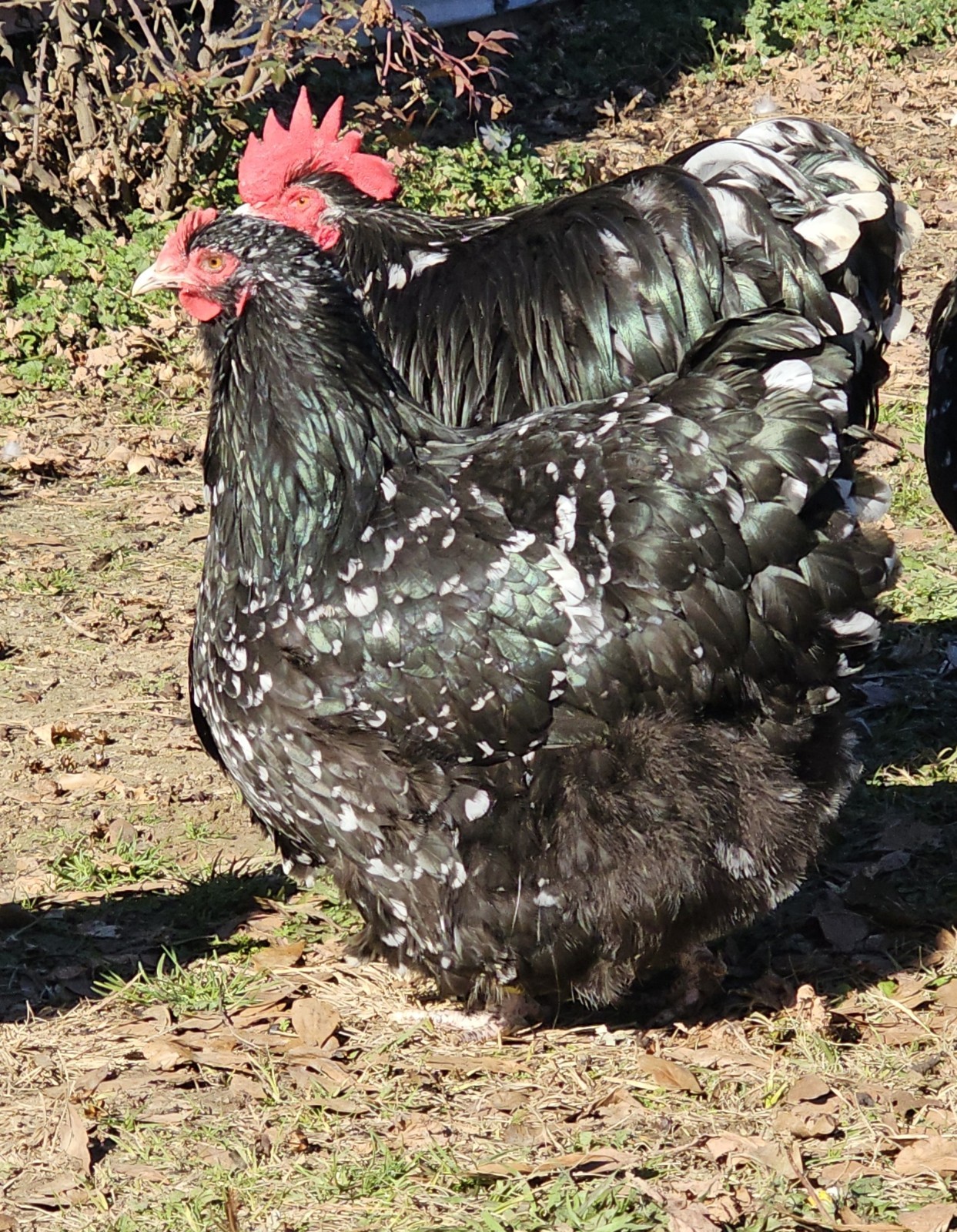 8+ English Mottled Orpington Hatching Eggs
