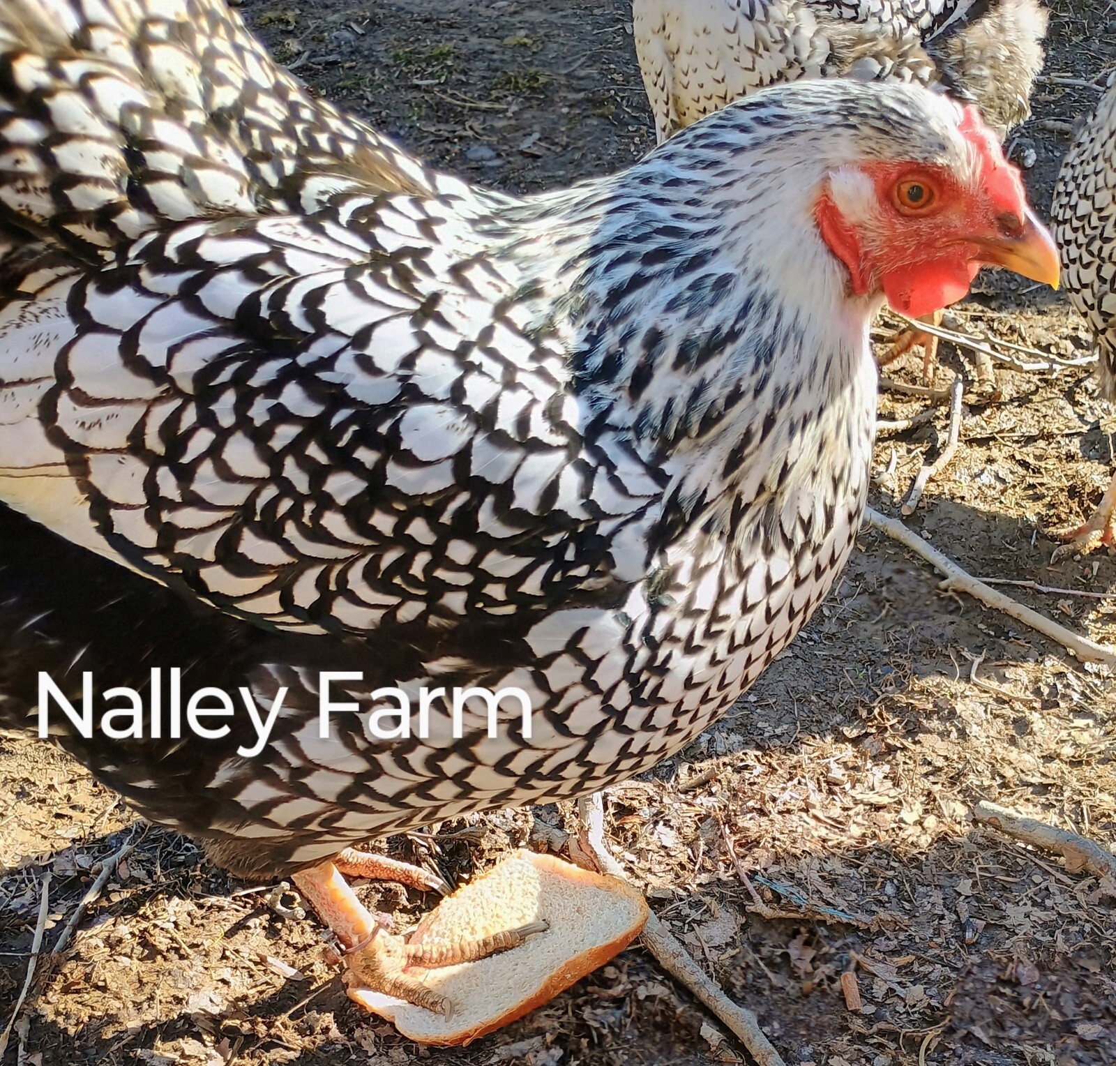 Silver Laced Wyandotte (6) 🐣 fertilized hatching eggs.Please read description.