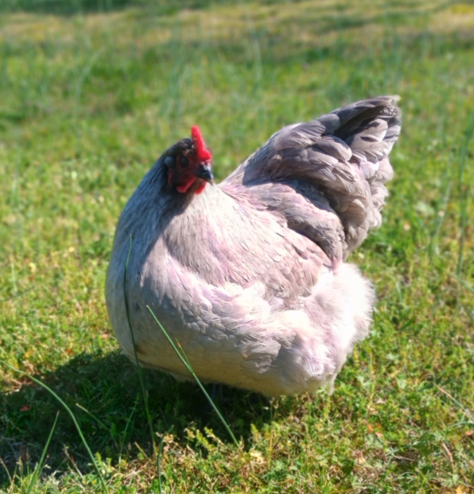 10 Pure English Lavender Orpington Fertile Chicken Eggs For Hatching! 🐣