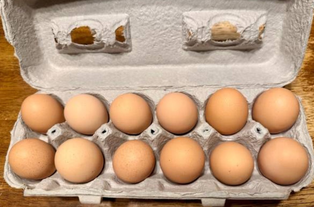 10 Pure English Lavender Orpington Fertile Chicken Eggs For Hatching! 🐣