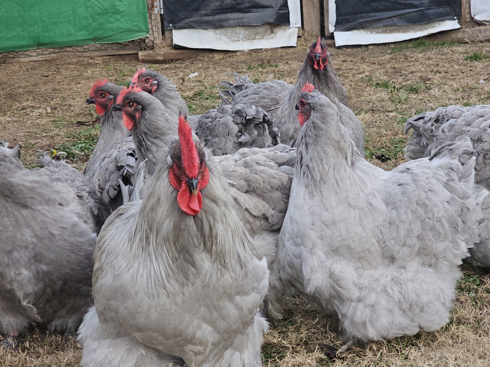 8+ English Lavender Orpington Hatching Eggs
