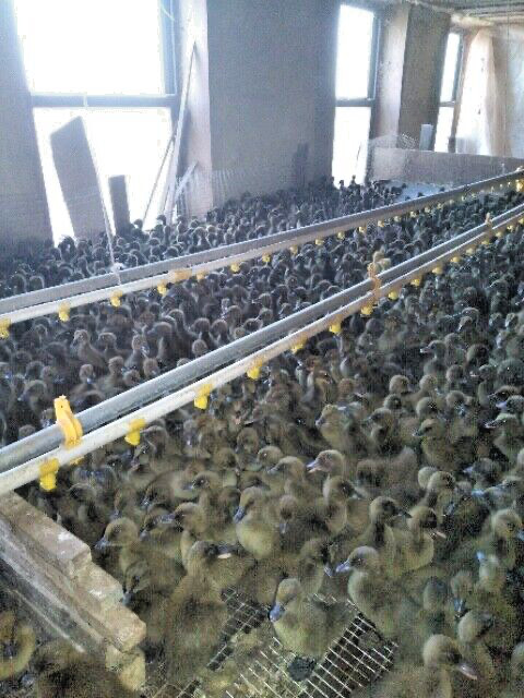20 PUREBRED FRESH WELSH HARLEQUIN FERTILE HATCHING DUCK HATCHERY SUPPLY QUICK