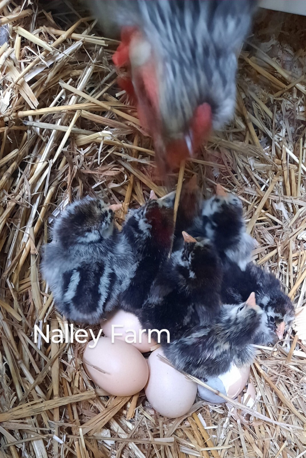 Silver Laced Wyandotte (6) 🐣 fertilized hatching eggs.Please read description.