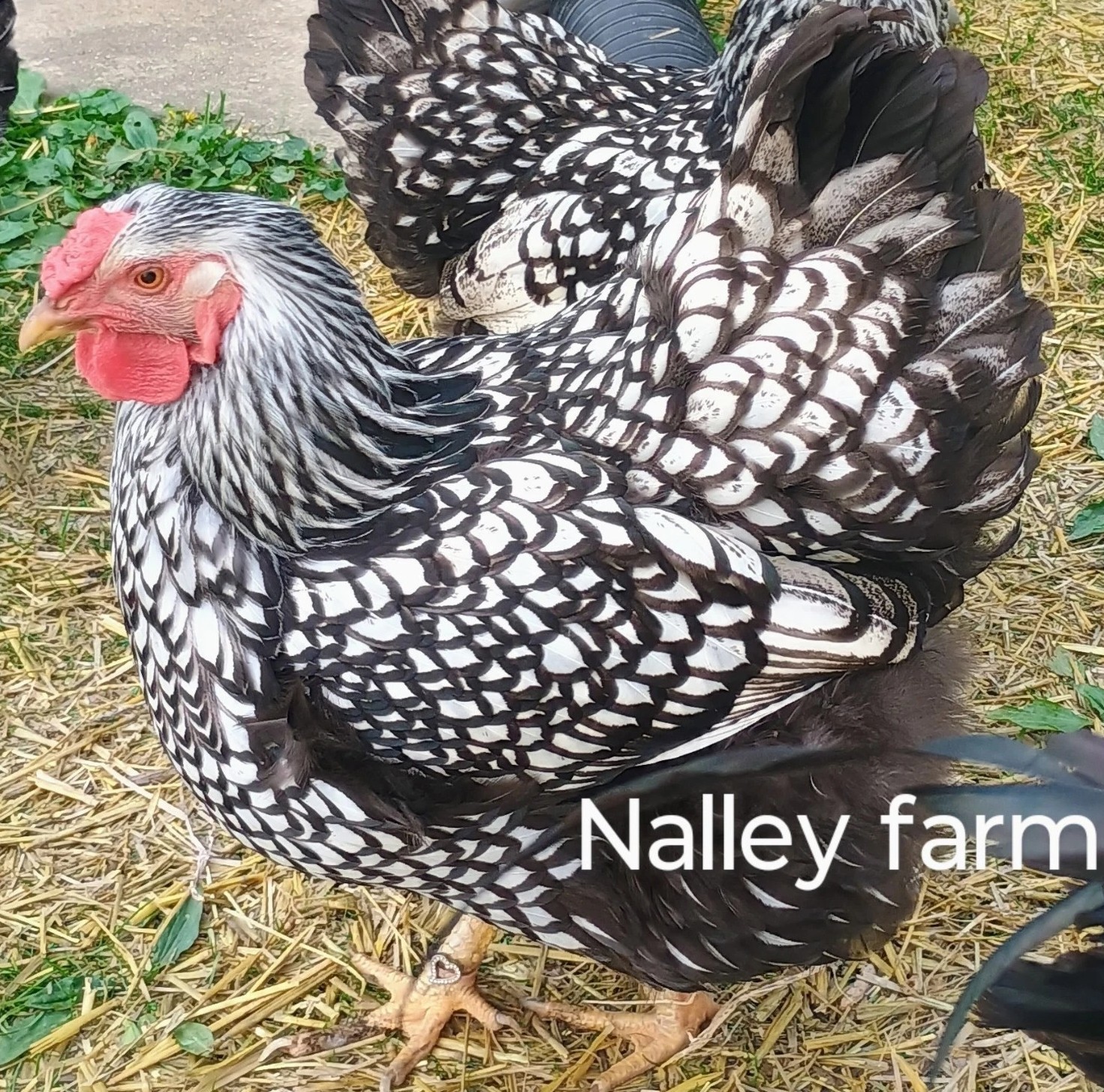 Silver Laced Wyandotte (6) 🐣 fertilized hatching eggs.Please read description.