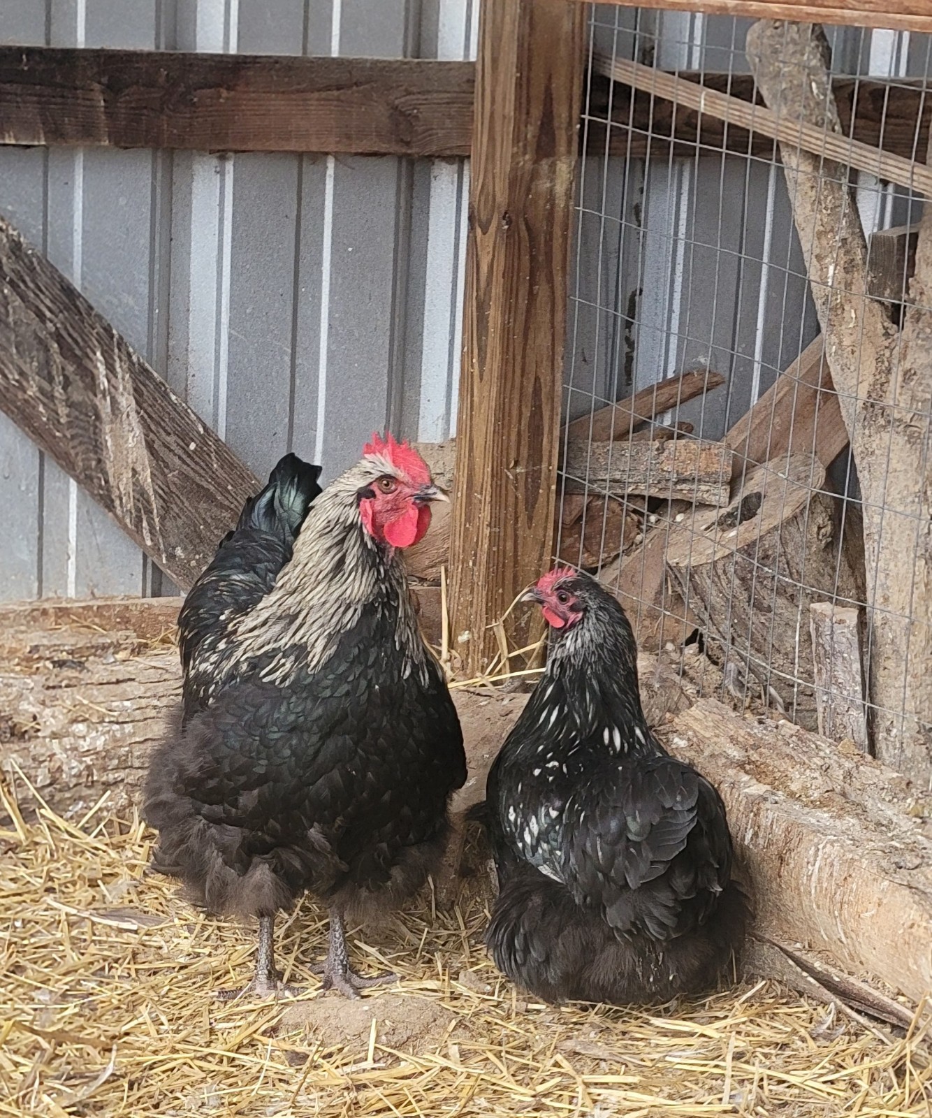 14 Pure English Orpington Hatching Eggs Mauve, SL,Mauve Laced, Choco, Huge Birds