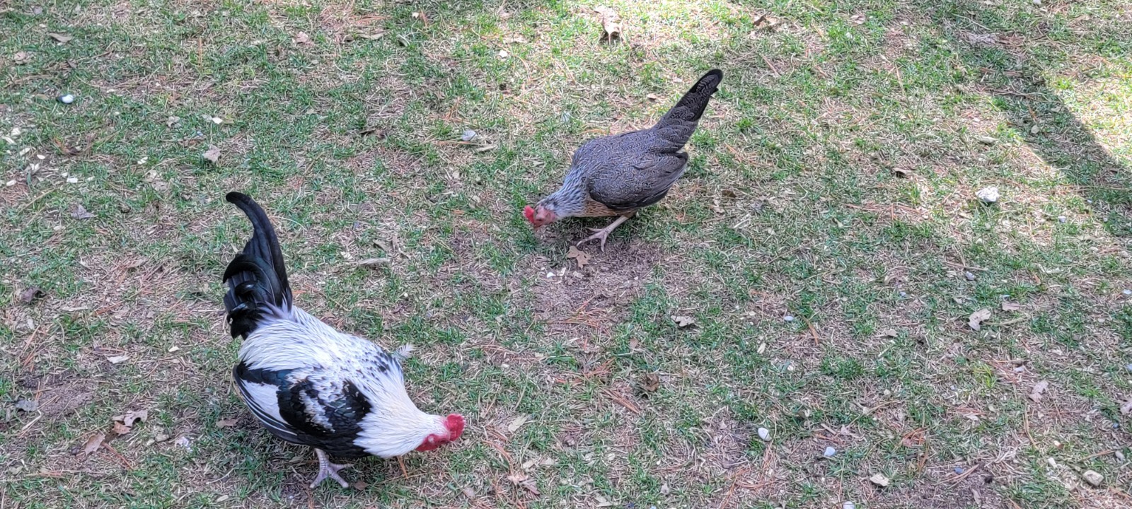 6+ Silver Duckwing Old English Bantam Fertile Hatching Eggs