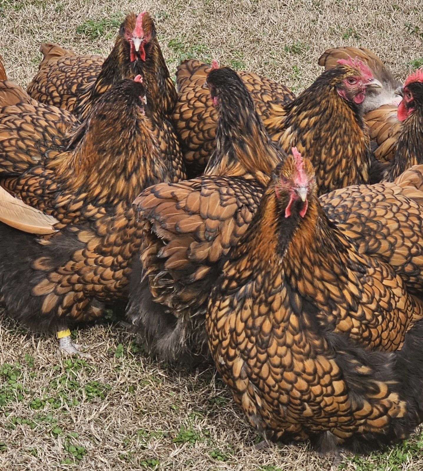 8+ English Gold Laced Orpington Hatching Eggs