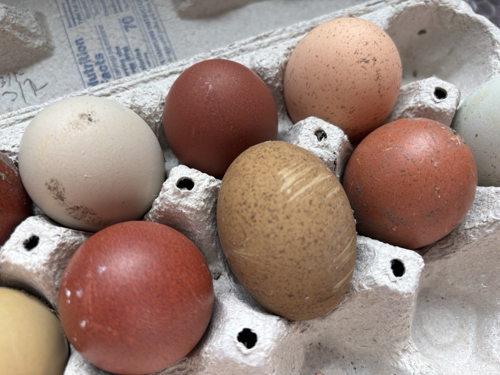 6+ Dark Or Heavy Bloom FERTILE Hatching Eggs Olive Chocolate Speckles Marans