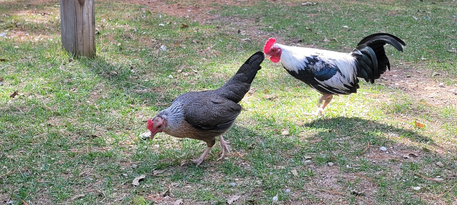 6+ Silver Duckwing Old English Bantam Fertile Hatching Eggs