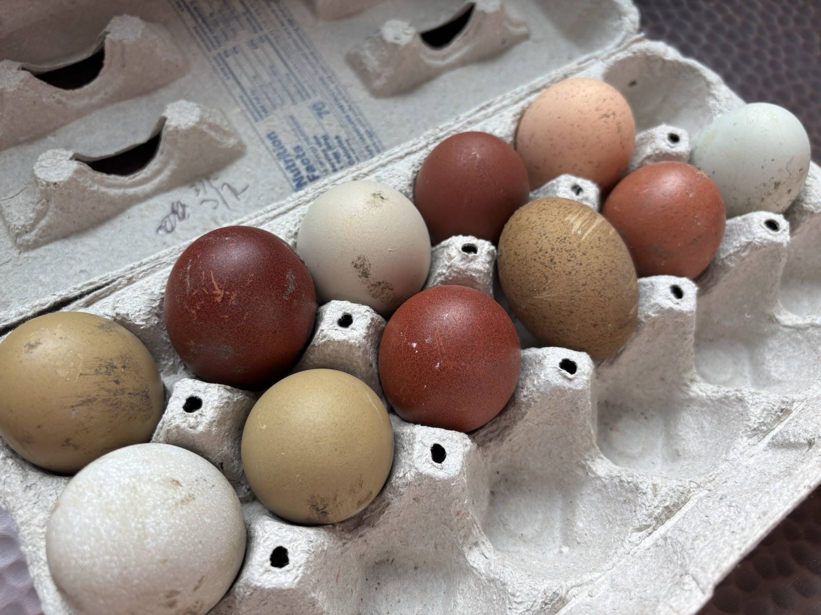 6+ Dark Or Heavy Bloom FERTILE Hatching Eggs Olive Chocolate Speckles Marans