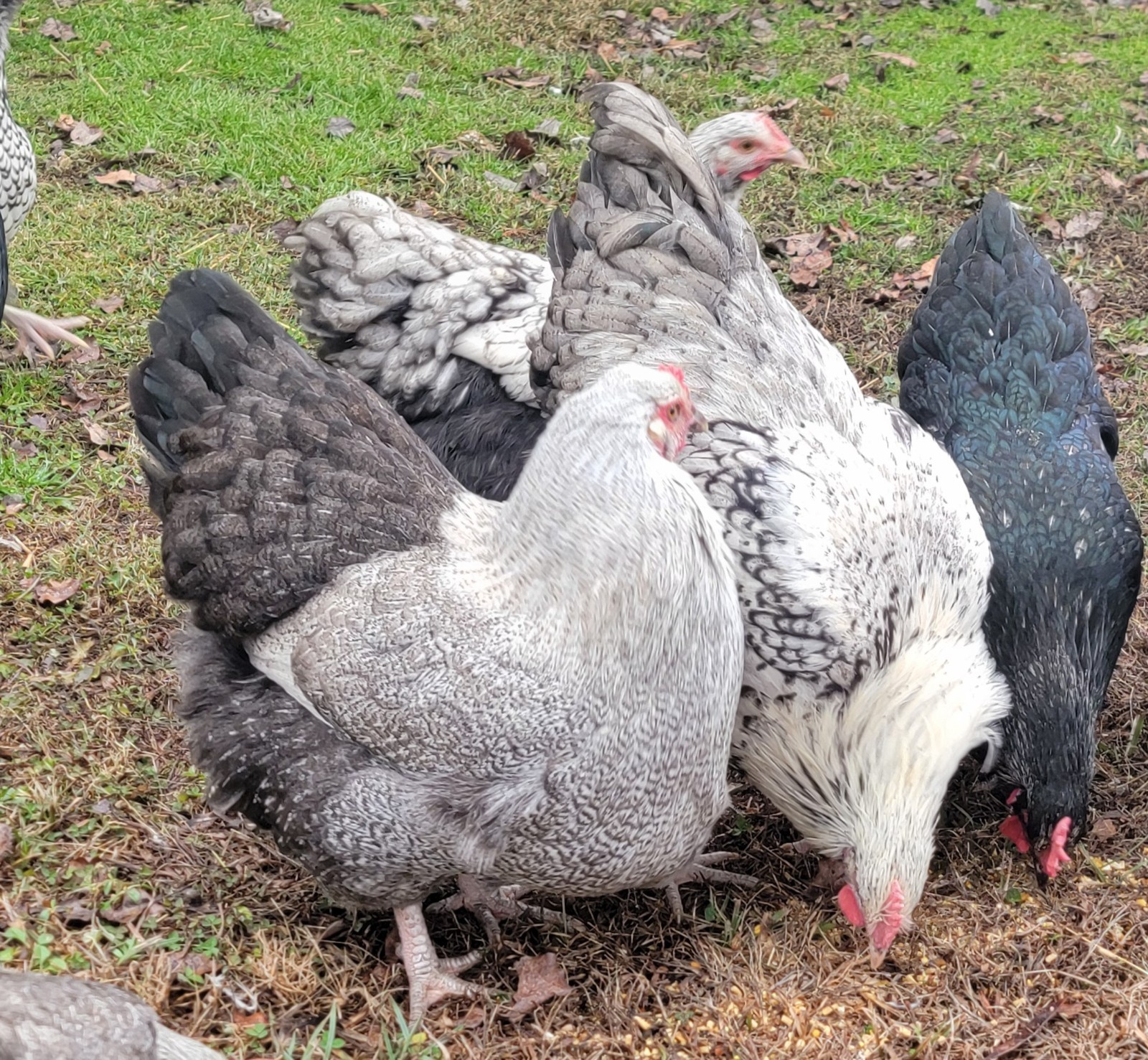 6 English Orpington Hatching Eggs Rare & Unusual Colors*new Pics *