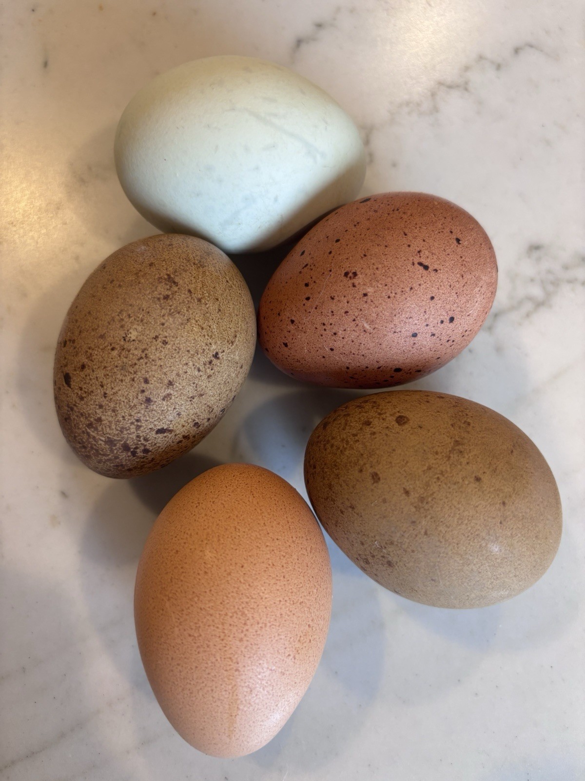 6+ Dark Or Heavy Bloom FERTILE Hatching Eggs Olive Chocolate Speckles Marans