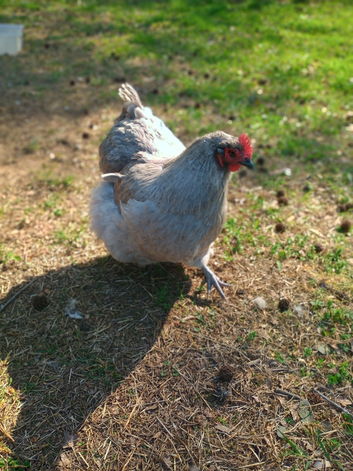 10 Pure English Lavender Orpington Fertile Chicken Eggs For Hatching! 🐣