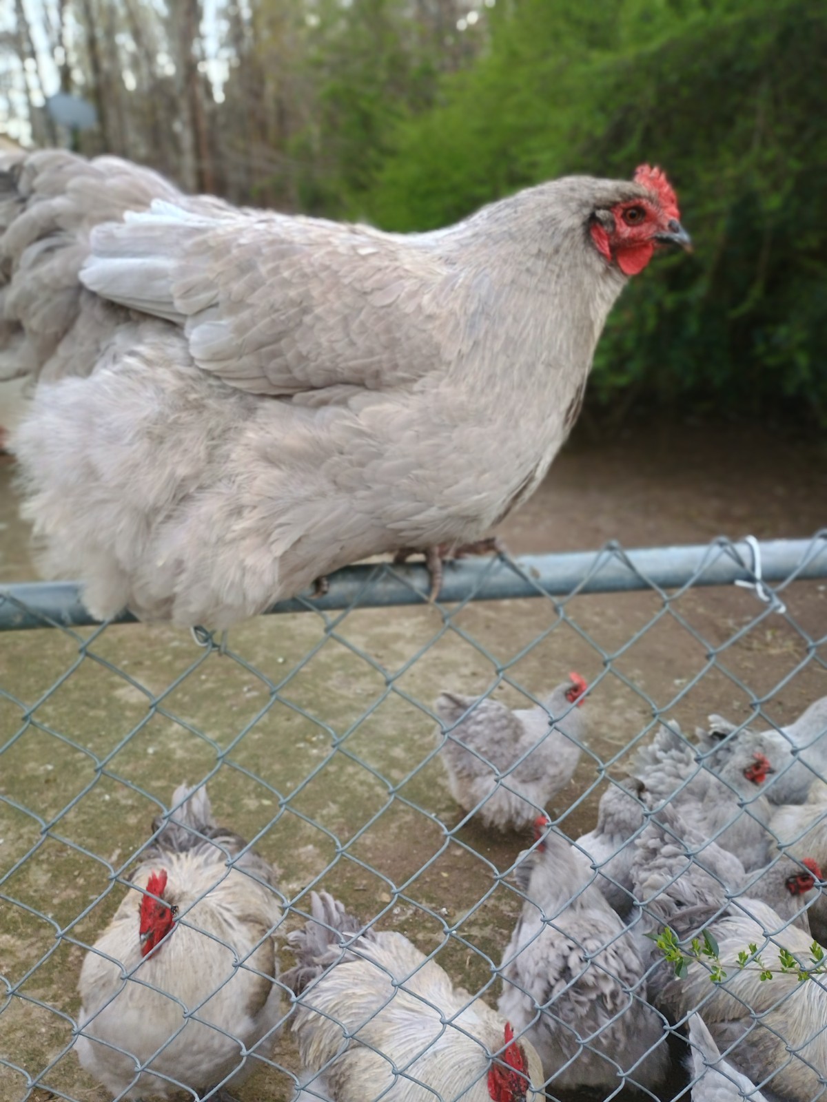10 Pure English Lavender Orpington Fertile Chicken Eggs For Hatching! 🐣